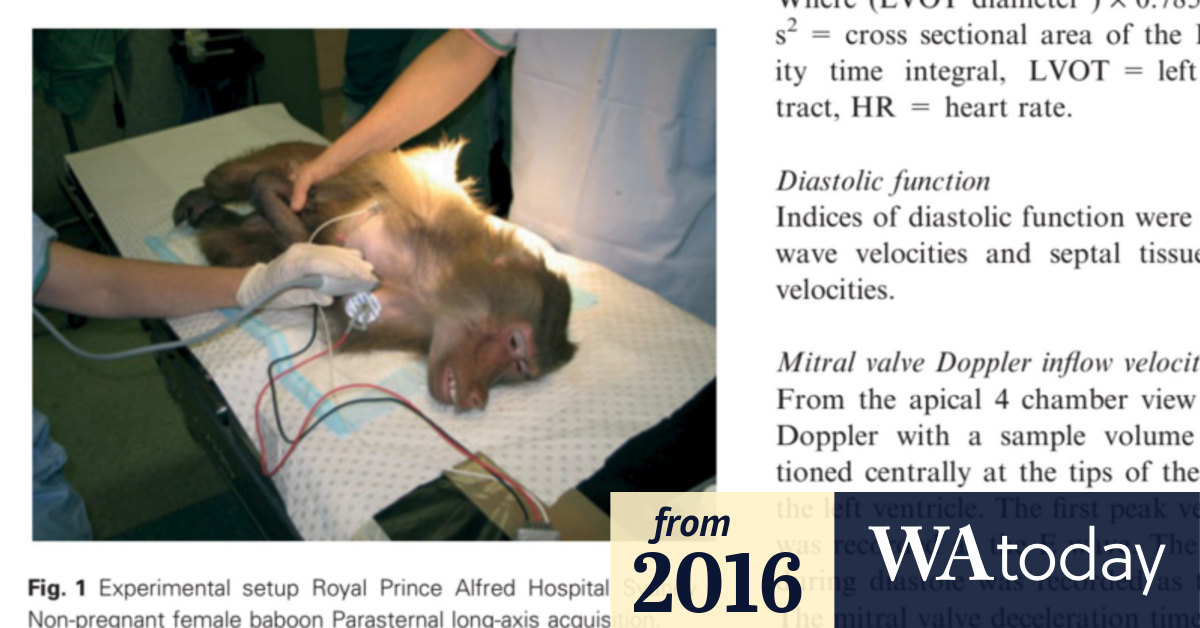 Baboons Used In Frankenstein like Medical Experiments